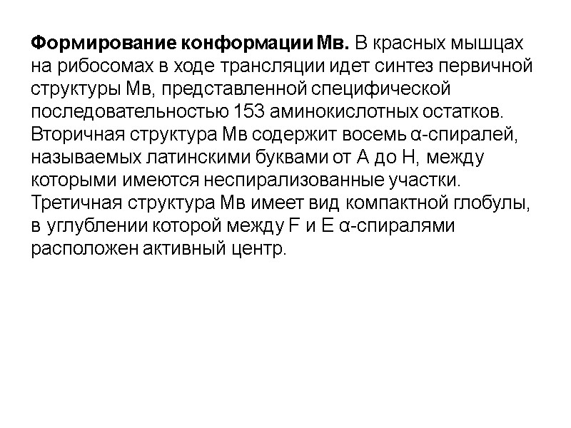Формирование конформации Мв. В красных мышцах на рибосомах в ходе трансляции идет синтез первичной